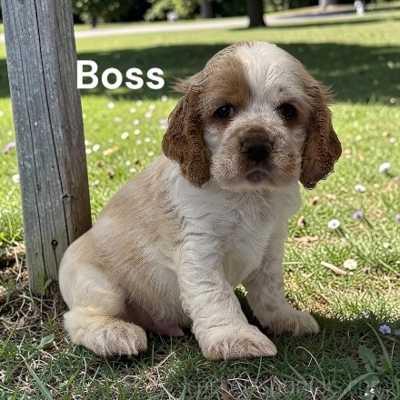 puppy, for, sale, Cocker Spaniel, Joe & Cherri  Overlease, dog, breeder, Miller, MO, dog-breeder, puppy-for-sale, forsale, nearby, find, puppyfind, locator, puppylocator, aca